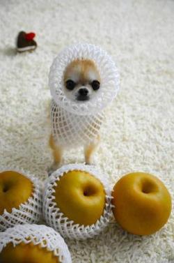 The rare and beautiful Chihuahua-Asian Pear