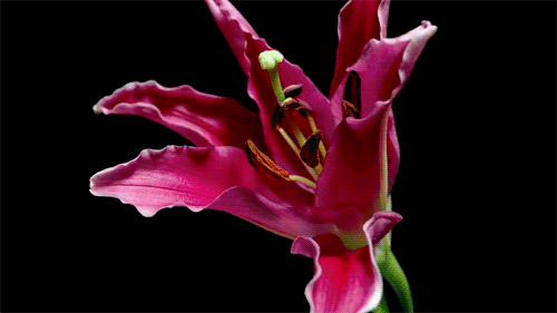 theselkiesings:  Bloom, baby. Blossom. It’s high time you tried.
