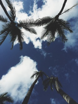 supjaay:  Palm trees! 