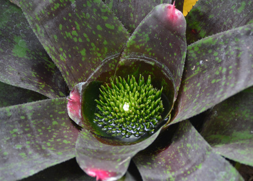 tokays:Bromeliads flower at the end of their life cycle.  All other reproduction is asexual, wi
