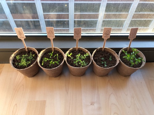 latenightsvshi: Herb garden update: look at these happy little sprouts! You can even see some of the