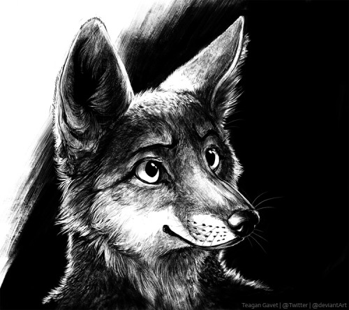 oneteasytiger:  Culpeo - by blackteagan