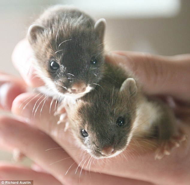 magicalnaturetour:  Baby Stoats by Richard Austin via Daily Mail 