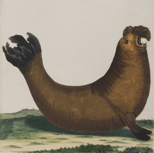 Phoca leonina Linnaeus (southern elephant seal) - Johann Christian Daniel Schreber - Die Säugth