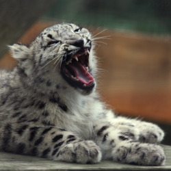 orifice-torture:fear me by friendfrogomg, @myrrde, open mouth cuteness kitty &lt;3 !
