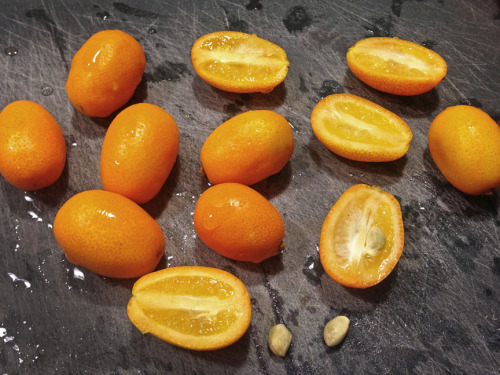 hqcreations:hqcreations:Regrowing Store-Bought Kumquats!Adding another citrus to my collection. If y
