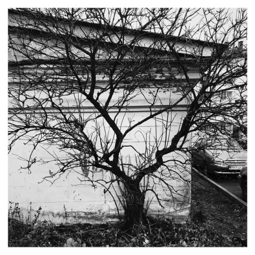 я знаю мое дерево в этом городе обречено◾️ #есличто #квадрат #blackandwhite #street #autumn #art (at