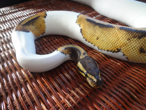 applepythons:Merida has come a long way… she hit 1000 grams today :D