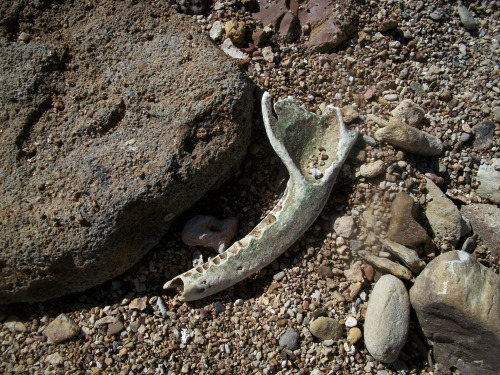 Few more creek bones! Mostly deer leg bones, raccoon jaws &amp; half of a pelvis, dog or coyote 