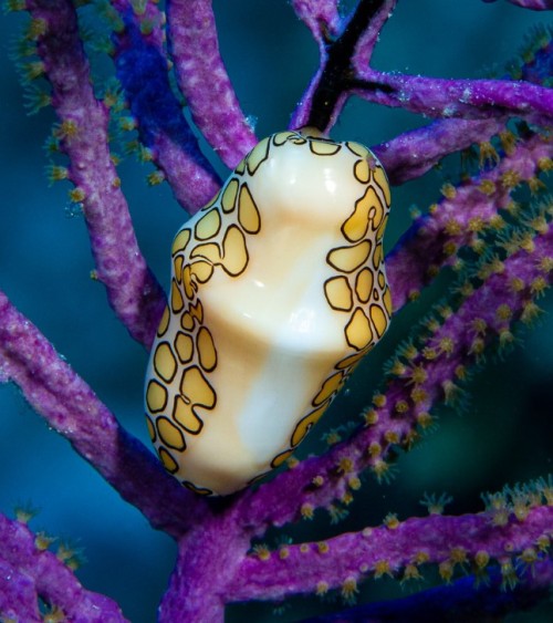 Flamingo tongue snail (Cyphoma gibbosum)