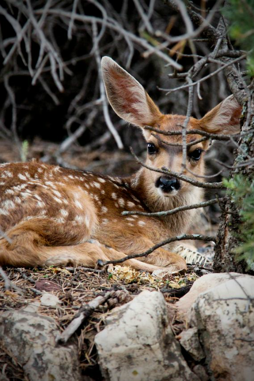 ilaurens:  Bambi - By: (thomas.janisch) 