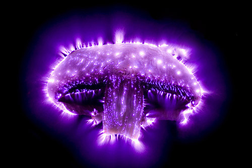 theenergyissue:  Kirlian Photography: Revealing Nature’s Electrical Aura  Kirlian