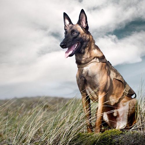 Hero dog #belgianmalinois #dogportrait #dogphotography #commercialphotography