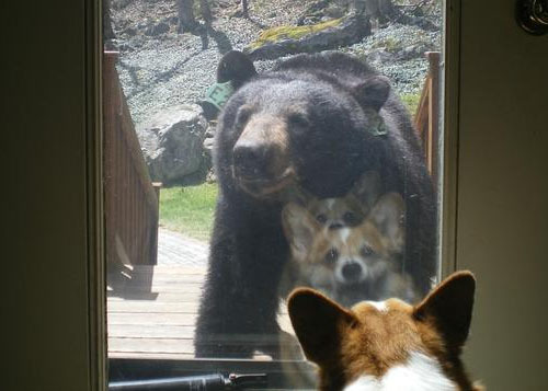 thefrogman:  When a corgi is frightened, their soul briefly exits their body.  [source] 