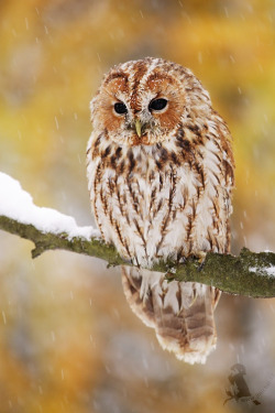 thacrazyanimal:  beautiful-wildlife:  Tawny Owl by Jirí Míchal  Respect tha crazy animal!