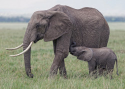 phototoartguy:  Elephant Calf Suckling, Mara