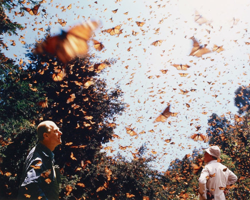 houseglucksburgmonpezat: The Duke of Edinburgh with Monarch butterflies The Duke of Edinburgh with M