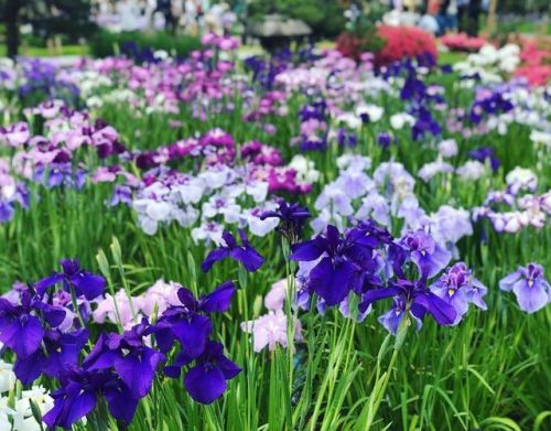 ⛳️1349. 堀切菖蒲園 Horikiri Shobuen Garden (Iris Garden), Katsushika-ku, Tokyo 江戸時代から #花しょうぶ の名所として知られたとい