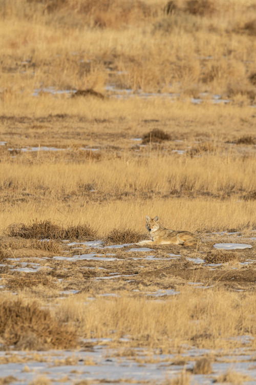 Coyote (Canis latrans) restingRocky Mountain Arsenal National Wildlife Refuge, Colorad, USA