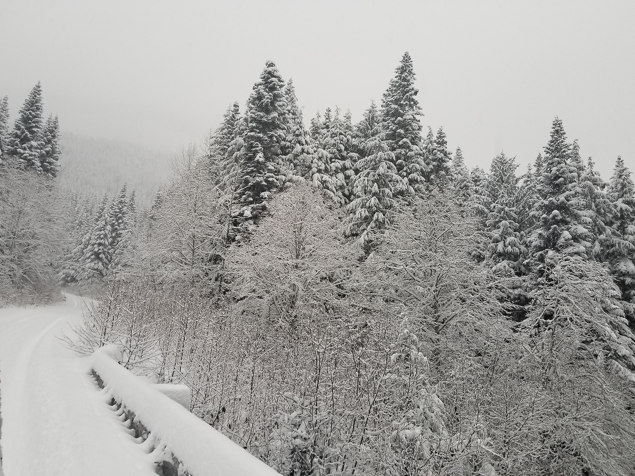 flimsyforests:  Walking in a winter wonderland