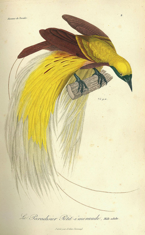 René Primevère Lesson, Histoire naturelle des oiseaux de paradis et des épimaques, 1834. Paris, A. B