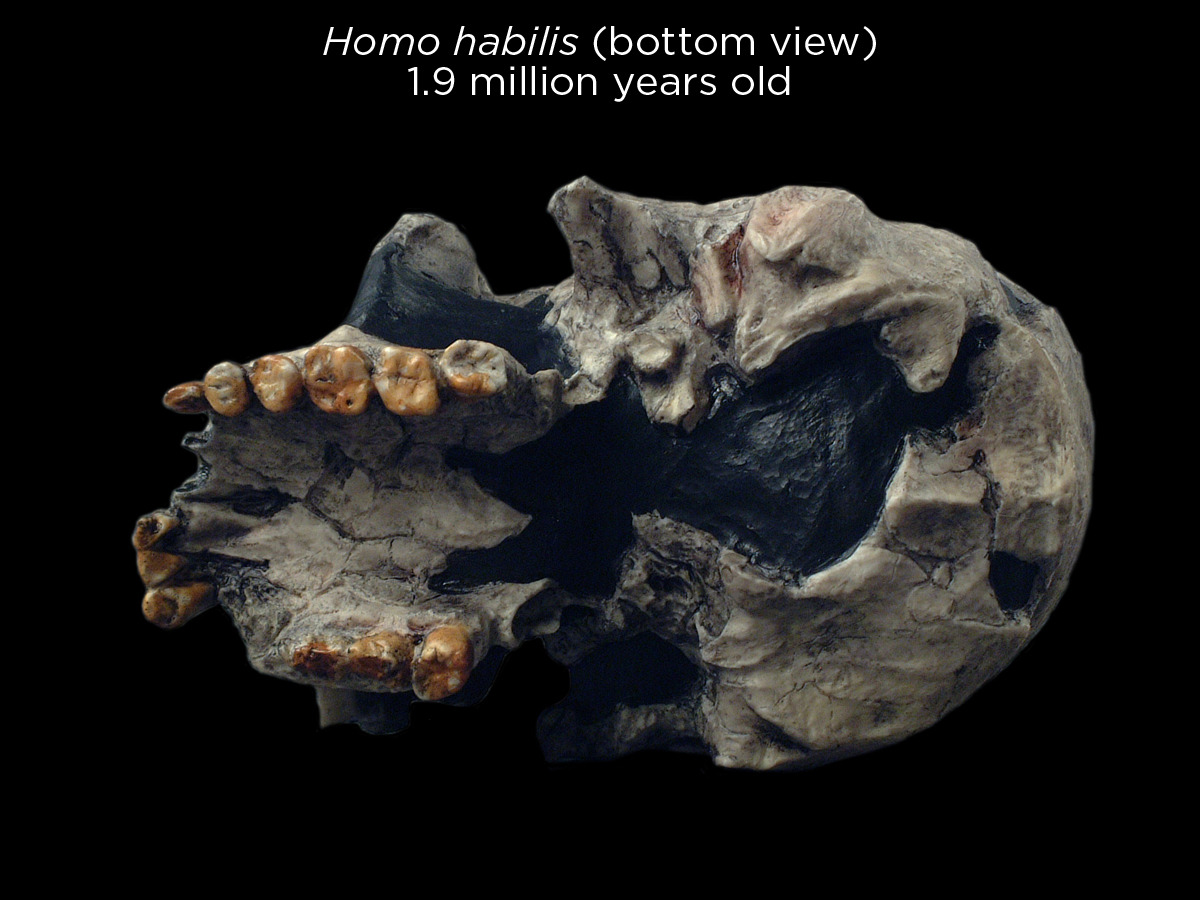 skunkbear:  Beautiful reconstructed hominin skulls — the early members of humanity’s
