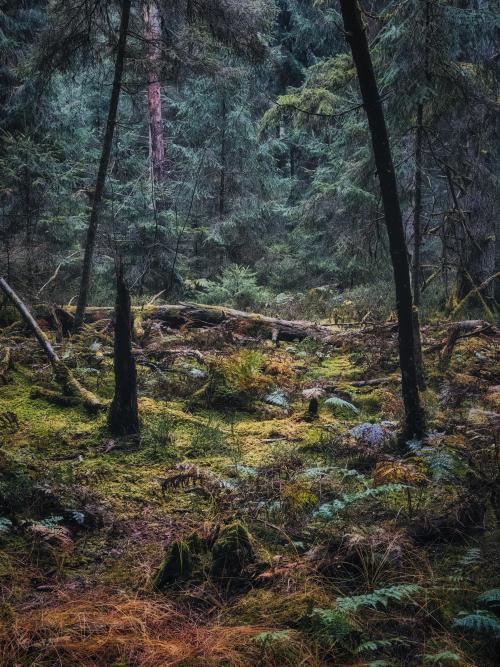 oneshotolive:  In The Middle Of The Woods, Germany [OC] [3300x4400] 📷: tegucigalpa1337 