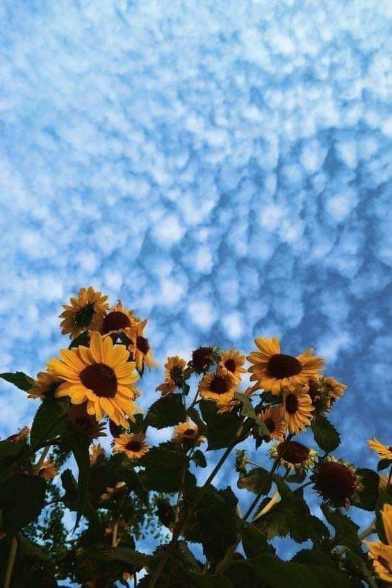 Featured image of post Foto Aesthetic Girasoli Collection by eleanor last updated 1 day ago