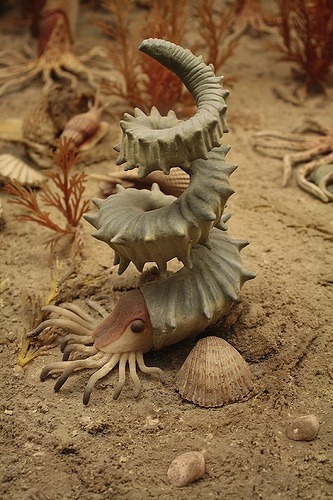 Wonderful Helioceras heteromorph ammonite (what a curious &amp; wonderful looking