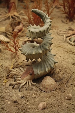 Wonderful Helioceras heteromorph ammonite