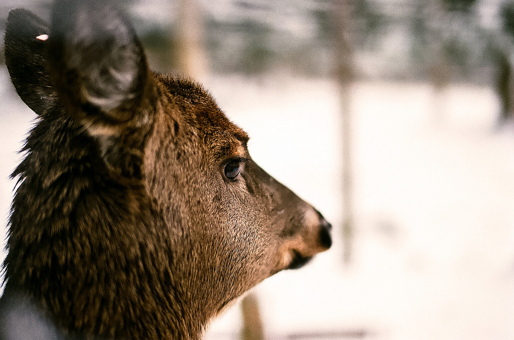 melodyandviolence:  Sami Reindeer Farm, Inari; Finland by   Nicola Abraham