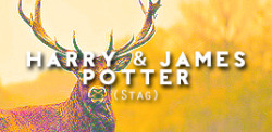 georqeweasleys-blog: Harry Potter characters and their p a t r o n u s e s. 