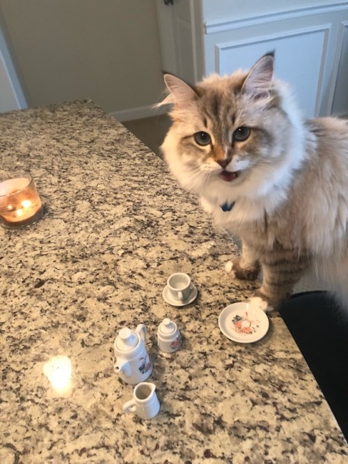 mindfulcascades:I threw my cat a tea party