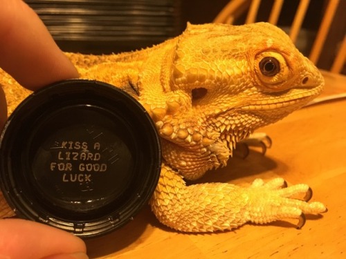 cutereptiles: yeahponcho:GLADLY, I don’t need a cap to tell me to kiss lizards Preach! :]