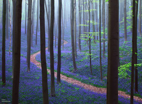 http://www.boredpanda.com/mysterious-forests/