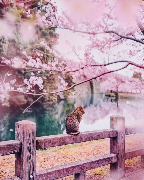 vintagepales2 - Japanese Spring byKristina Makeeva
