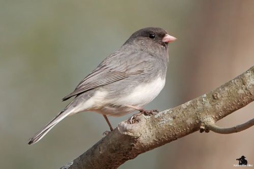 Dark-eyed Junco.#birdphotography #bird_captures #raw_birds #massaudubon #best_birds_of_world #mass