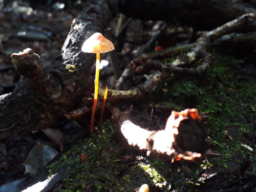 Hadley Wood, London, UK, October 2021Bleeding mycena (Mycena crocata) I absolutely adore these fungi