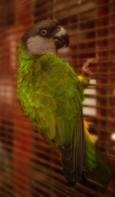 Cutiepie!
