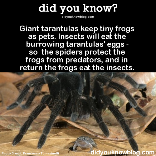 XXX bogleech:  did-you-kno:  Giant tarantulas photo