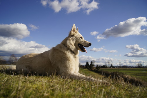 handsomedogs: Motyka, my handsome husky mix. :) Photo by Ashton Sciacallo. (generic-jackal @ tumblr,