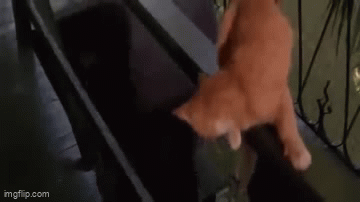 f2f63d1b0249f21f9a82621e33ac5eccc604cec5.gifv