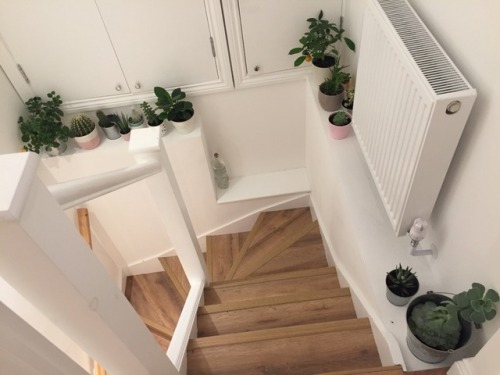 frxnkiero: sometimes i sit in my hallway just like :’) at all my plants,,, they’re so cu