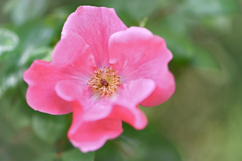 Just a pink flower&hellip;.