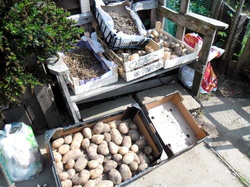 All the potatoes put out to dry in the sun, along with the poppy seeds for next year.