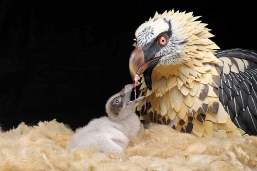 awkward-teabag: pom-seedss: nightjarring: I REALLY love the puppets people use to rear wild birds I 