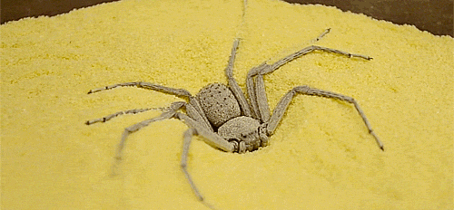 arachnofacts:  gifs / source The Six-Eyed Sand Spider (Sicarius hahni) is one of the few arachnid species that the internet seems to have generally taken a liking to, against widespread misinformation about the potency of spider bites. Ironically, S.