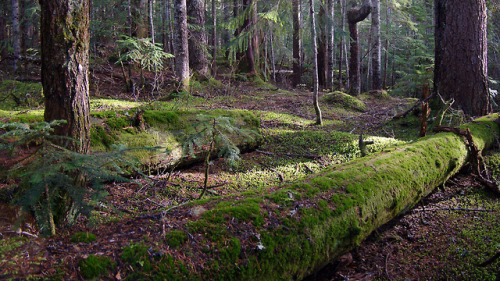 Mossy textures by Chris Shockley www.instagram.com/bmrtv