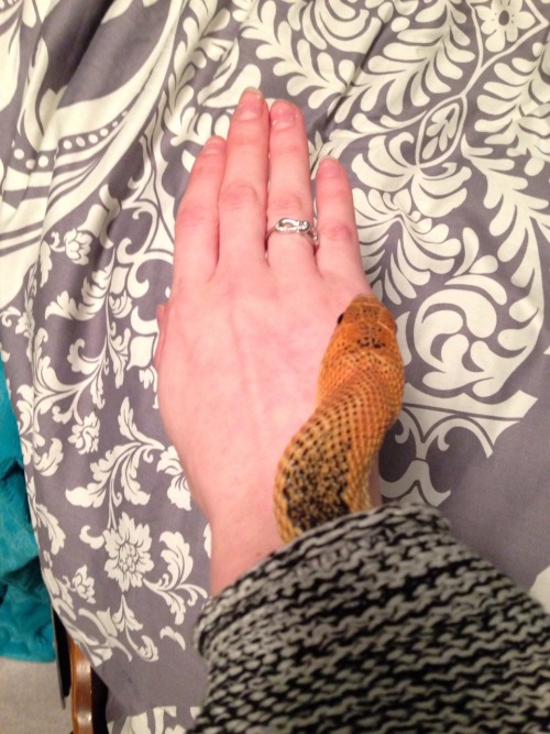 hearts-of-fire:Sleeve snek