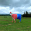 well-dressed-cow